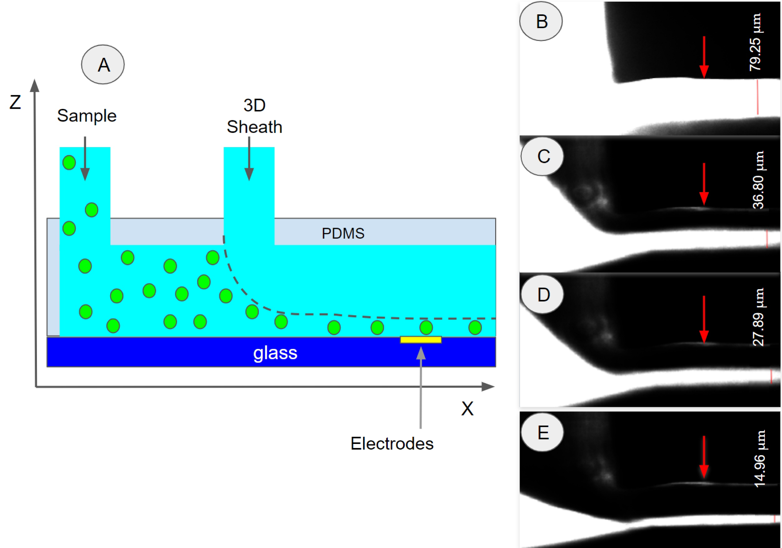 3d hydrodynamic focusing